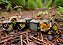 Brush Polyhedral Deep Forest/gold 7-Die Set - Imagem 1