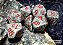 Speckled Granite Polyhedral 7-Dice Set - Imagem 1