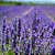 Incenso Natural de Lavanda - Imagem 6
