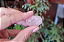 Quartzo Rosa - Imagem 2