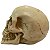 Crânio 10cm - envelhecido (caveira) - Imagem 3