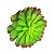 Suculenta Echeveria em Silicone Verde e Roxa - Imagem 1