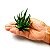 Suculenta Aloe Cacto em Silicone Verde Pintado - Imagem 3