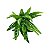 Suculenta Aloe Cacto em Silicone Verde Pintado - Imagem 1