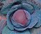 SEMENTE REPOLHO ROXO RUBY QUEEN 2.500 SEMENTES HÍBRIDO - TAKII SEED - Imagem 2