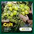 SEMENTE TOMATE COLT F1 1.000 SEMENTES HIBRIDO SALADETE - hm clause - Imagem 4