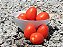 SEMENTE TOMATE COLT F1 1.000 SEMENTES HIBRIDO SALADETE - hm clause - Imagem 3