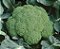 Semente Brocolis Ninja F1 1.000  Sementes Hibrido Topseed - Imagem 3