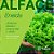 Sementes de Alface Crespa Eneida com 5.000 Sementes Seminis - Imagem 5