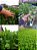 Semente De Rúcula Cultivada Folha Larga Agrocinco 500 Gramas - Imagem 2