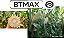 Semente De Milho Transgênico Biomatrix 3066 Btmax Pct 2kg Adicionar aos favoritos - Imagem 3