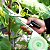 Alceador Amarrador Galhos Manual Caule Ramos Tape Tool Lira - Imagem 6