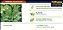 Sementes De Salsa Elisa Topseed Premium - 500 Gramas - Imagem 3