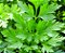 Sementes De Salsa Elisa Topseed Premium - 500 Gramas - Imagem 2