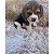 FILHOTE BEAGLE 13 POLEGADAS - Imagem 1