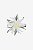 EDELWEISS M - Imagem 1
