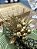 Porta-Guardanapo Dourado com Frutas e Folhagens – Luxo e Sofisticação para Mesa Posta - Imagem 5