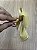 Porta-Guardanapo Laço Dourado Tecido Linho com Argola de Madeira – Dourado - Imagem 8