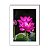 Quadro decorativo Flor Lotus Rosa [BoxMadeira] - Imagem 2