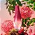NATURA LUNA DESODORANTE COLÔNIA FEMININA 75ML DIVINA - Imagem 2