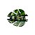 Piranha Folha Verde - Imagem 2