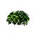 Piranha Folha Verde - Imagem 1