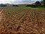Fazenda com 140 alqueires à Venda entre Ipiúna e Santa Rita de Caldas /MG - Imagem 11