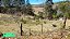 Fazenda com 40 Alqueires em Ouro Fino, Minas Gerais - Imagem 7
