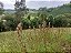 SÍTIO COM 3 ALQUEIRES EM OURO FINO, MINAS GERAIS, ESTUDA PERMUTA POR CASA - Imagem 12