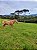 Excelênte Área Rural com 7 alqueires em Ouro Fino, Minas Gerais - Imagem 2