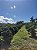 Excelênte Área Rural com 7 alqueires em Ouro Fino, Minas Gerais - Imagem 7