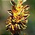 ROSAS - MANCHA FOLIAR E FERRUGEM - Auxiliar de controle na incidência de manchas foliares e ferrugem ((Phragmidium rosae-pimpinellifoliae)30ml - Imagem 5