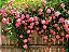 ROSAS - INDUTOR FLORAL - Age como um tônico geral estimulando a geração de flores - 30ml - Imagem 5