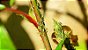 ROSAS - PULGÃO E ÁCARO - Auxiliar de controle na infestação por pulgões e ácaros nas roseiras - 30ml - Imagem 6