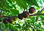 MUDA DE AMEIXA CAFÉ OU  GOVERNADOR ( Flacourtia indica ) - Imagem 2