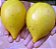 Muda Abio amarelo (pouteria caimito) - Imagem 1