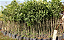 1000 Sacos para Plantio de Mudas - 26x26x0,20 REFORÇADO - Imagem 4