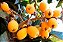 Muda de Nespera Gigante- Eriobotrya Japonica Tamanho P - Imagem 2