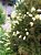 Muda Escova de Garrafa Branca Melífera - Atrai Abelhas sem Ferrão e Beija Flores - Imagem 2