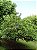Muda Cafezeiro do Mato Casearia sylvestris Sw - Imagem 3