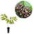 Muda Cafezeiro do Mato Casearia sylvestris Sw - Imagem 1