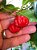 Muda Da Pitanga Gigante Vermelha-Produz em Vaso - Imagem 1