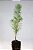 Kit 10  Muda Pinheiro-Bravo - Podocarpus lambertii - Imagem 2