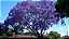 Muda de Caroba  Flor Roxa - Jacaranda macrantha - Imagem 2