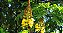 Muda Canafistula Branca Faveira ( Peltophorum dubium) - Imagem 2