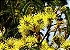 Muda de Bracatinga - Mimosa scabrella - Imagem 3