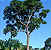 kit 9 mudas Cedro Autraliano(Toona ciliata) - Imagem 4