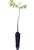 kit 9 mudas Cedro Autraliano(Toona ciliata) - Imagem 2