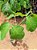 Muda de Ipê Branco - Handroanthus rosea - Alba - Imagem 2