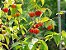 Muda de Pitanga Vermelha - Eugenia uniflora - Imagem 2